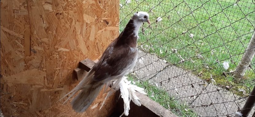 Pui 2021 - 8 Disponibili TAPALAGOSI - încaltati