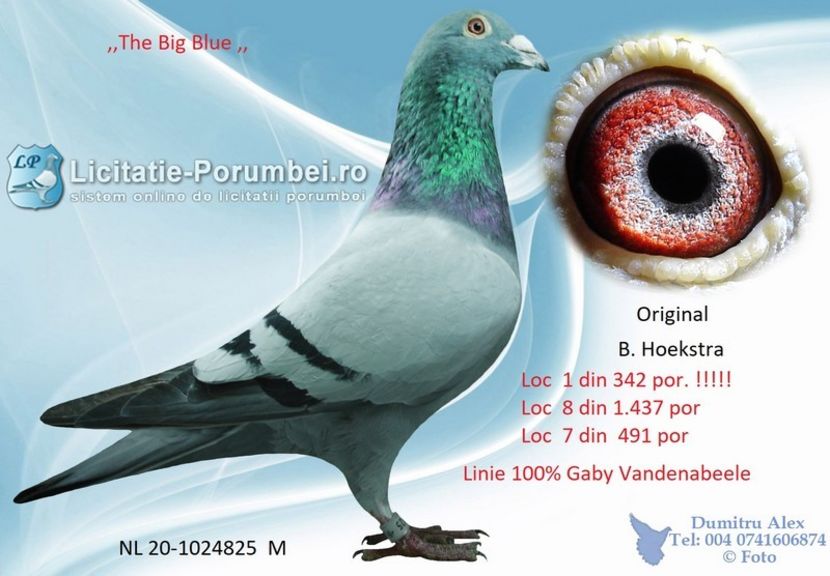  - Achizitii porumbei -2021