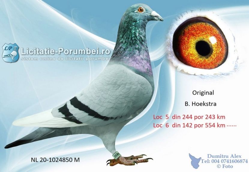  - Achizitii porumbei -2021