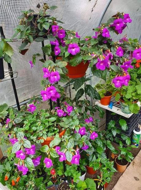 received_453305062848640 - Pulcherrima