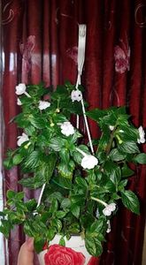 received_435392641361471 - Double Pikotee Rose