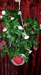 received_928278441205871 - Double Pikotee Rose