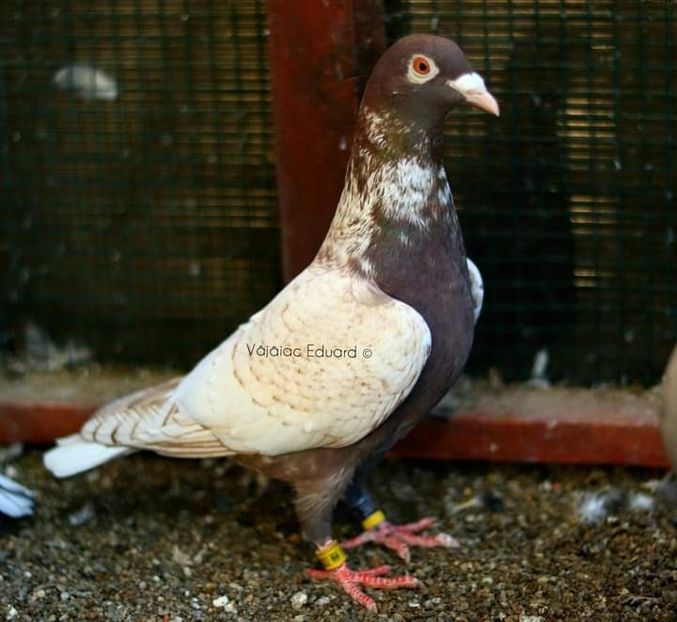  - Nu îmi aparțin 3