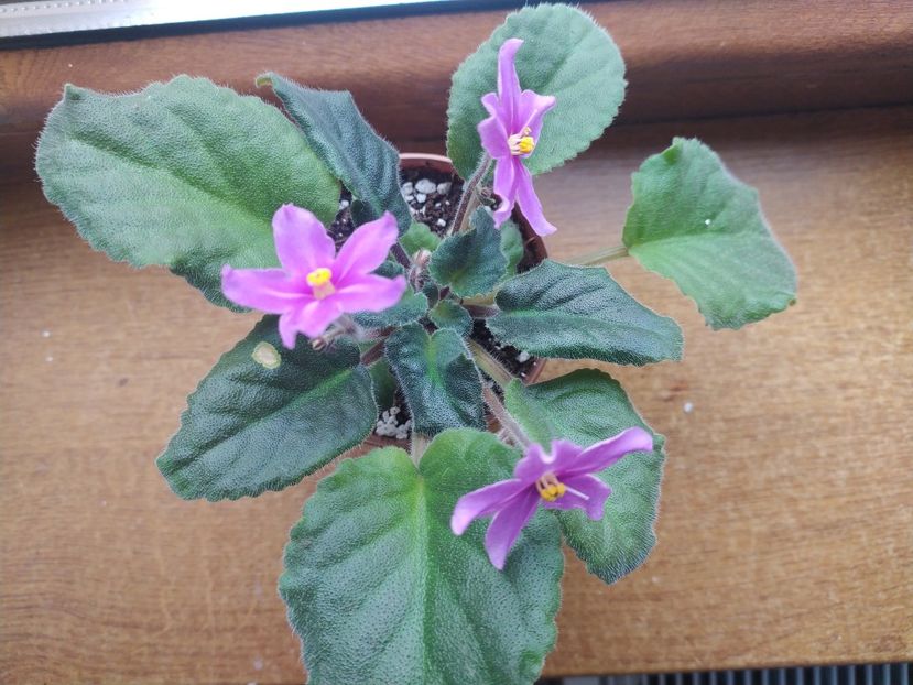 5: decembrie 2021 - Zzz_BOB s Omega