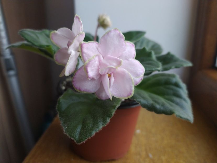 5: decembrie 2021 - Looking Glass