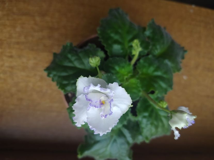 5: decembrie 2021 - MA s Ching Dinasty