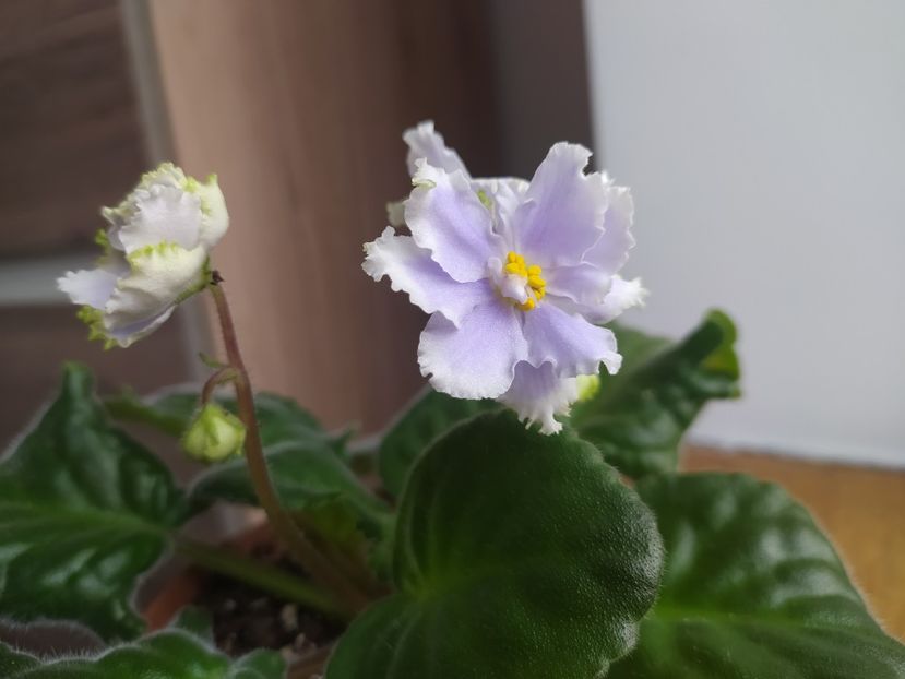 5: decembrie 2021 - Irish laughter