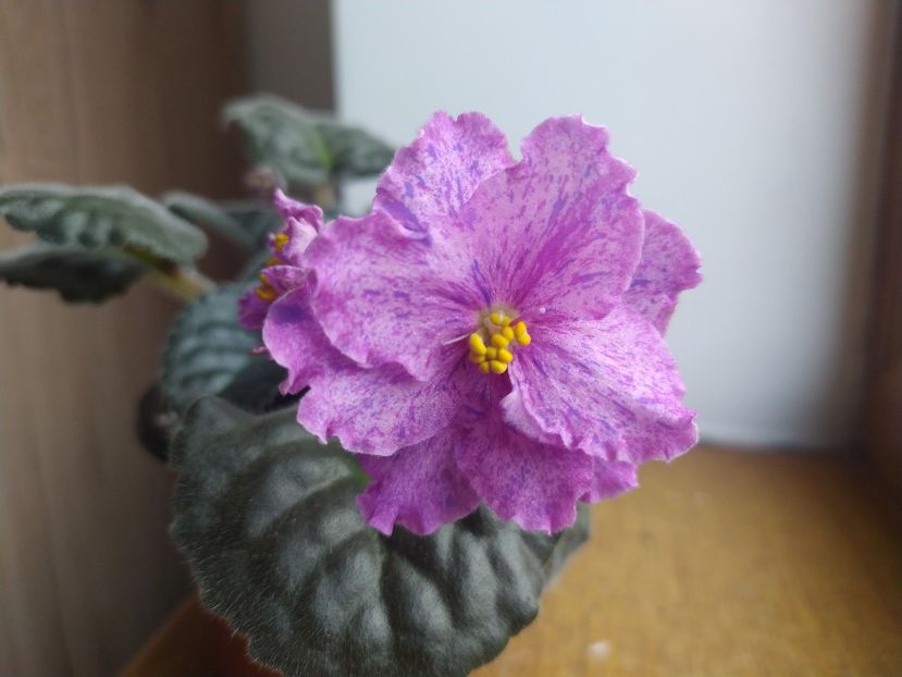 5: decembrie 2021 - ZZZ_Mellow Magic