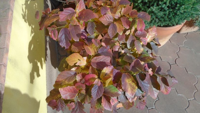 Arbore magic persan (Parrotia persica) - Toamna 2020-2021-2022-2023