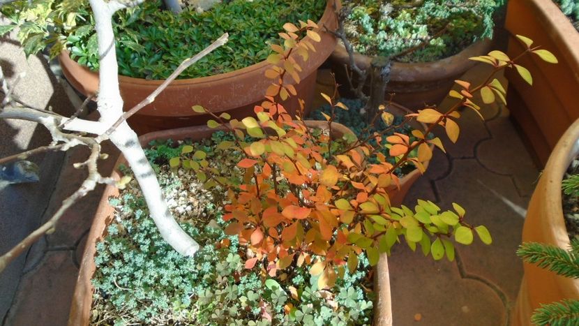 Dracila aurie (Berberis thunbergii aurea) - Toamna 2020-2021-2022-2023