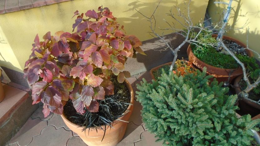 Arbore magic persan (Parrotia persica) - Toamna 2020-2021-2022-2023