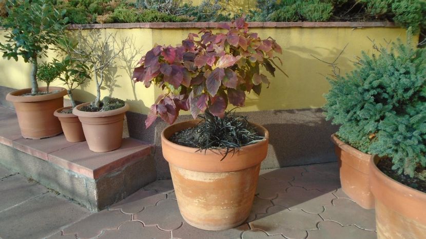 Arbore magic persan (Parrotia persica) - Toamna 2020-2021-2022-2023