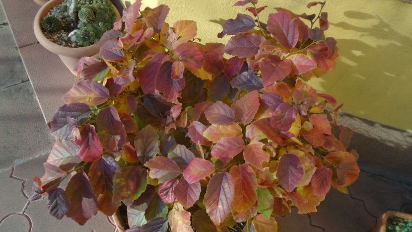 Arbore magic persan (Parrotia persica) - Toamna 2020-2021-2022-2023