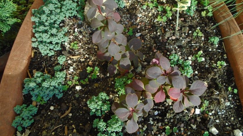 Dracila rosie (Berberis thunbergii ”Golden Ring”) - Toamna 2020-2021-2022-2023
