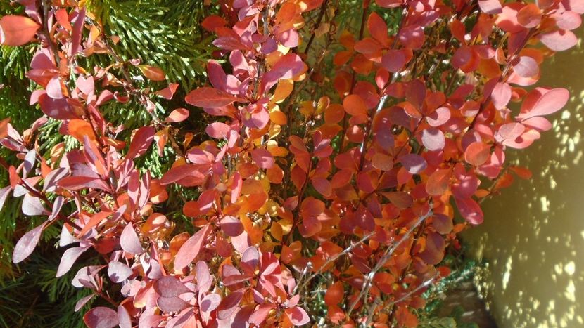 Dracila rosie (Berberis thunbergii atropurpurea) - Toamna 2020-2021-2022-2023