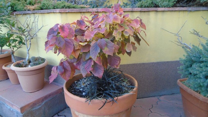 Arbore magic persan (Parrotia persica) - Toamna 2020-2021-2022-2023