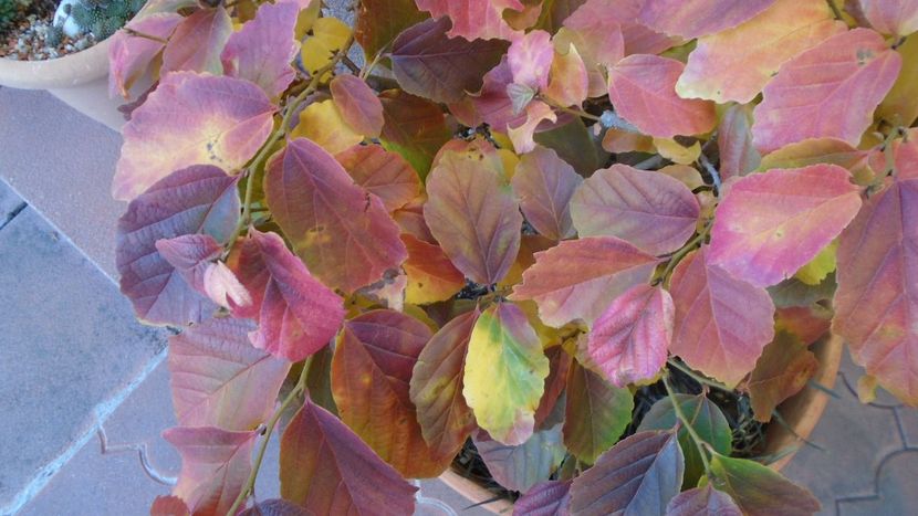 Arbore magic persan (Parrotia persica) - Toamna 2020-2021-2022-2023