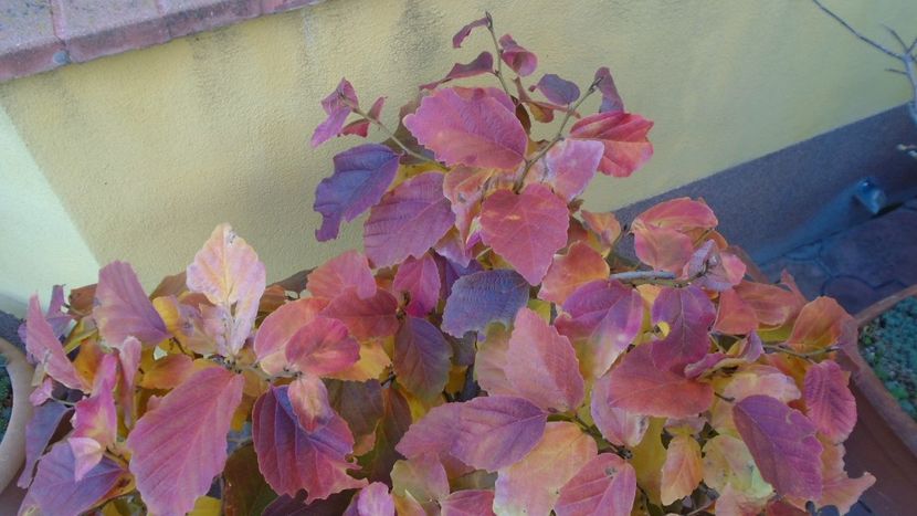 Arbore magic persan (Parrotia persica) - Toamna 2020-2021-2022-2023