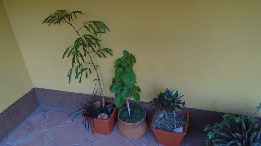 Acacia leucophloea, Bougainvillea & Maslini (Olea europaea) - Toamna 2020-2021-2022-2023
