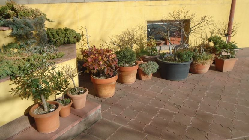 3 dec. 2021 - Pregatiti pentru iarna - Bonsai si prebonsai 2020-2023