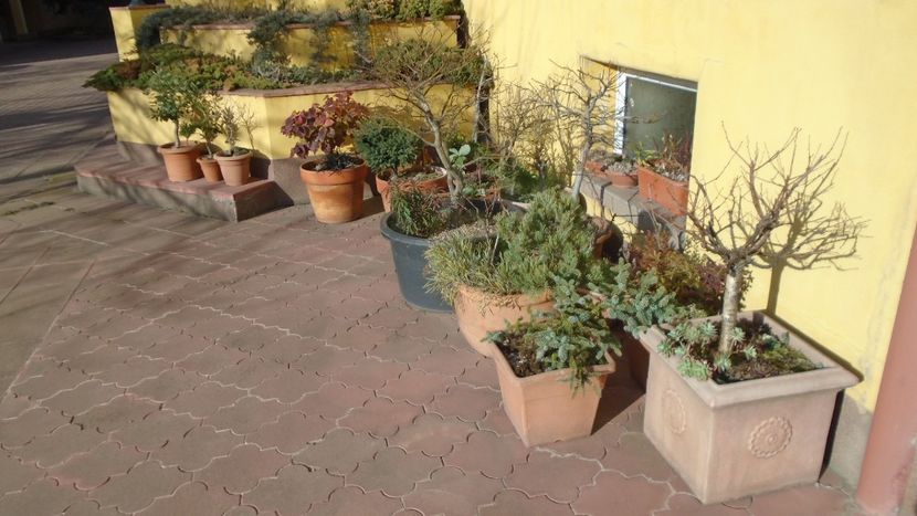 3 dec. 2021 - Pregatiti pentru iarna - Bonsai si prebonsai 2020-2023