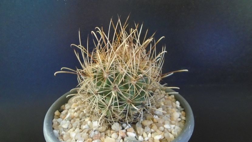 Sclerocactus (Ancistrocactus) scheeri - Cactusi 2021 bis