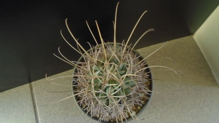 Sclerocactus (Glandulicactus) uncinatus ssp. wrightii, JM136 Marathon, Tx - Cactusi 2021 bis