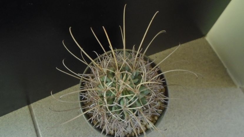 Sclerocactus (Glandulicactus) uncinatus ssp. wrightii, JM136 Marathon, Tx - Cactusi 2021 bis