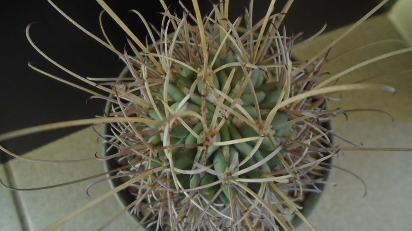 Sclerocactus (Glandulicactus) uncinatus ssp. wrightii, JM136 Marathon, Tx - Cactusi 2021 bis