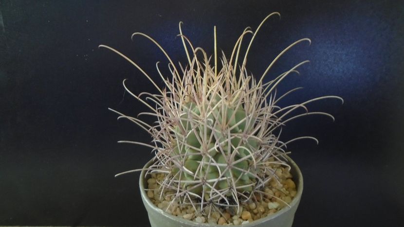 Sclerocactus (Glandulicactus) uncinatus ssp. wrightii, JM136 Marathon, Tx - Cactusi 2021 bis