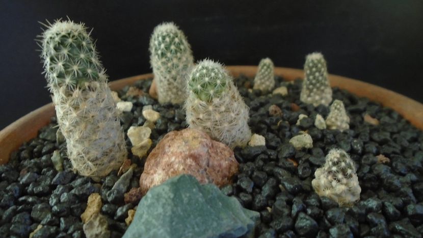 Grup de 7 Pediocactus - Cactusi 2021 bis