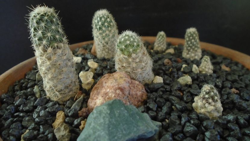 Grup de 7 Pediocactus - Cactusi 2021 bis