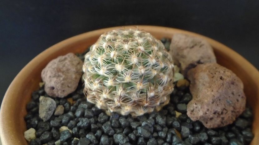 Pediocactus knowltonii (-20C) - Cactusi 2021 bis