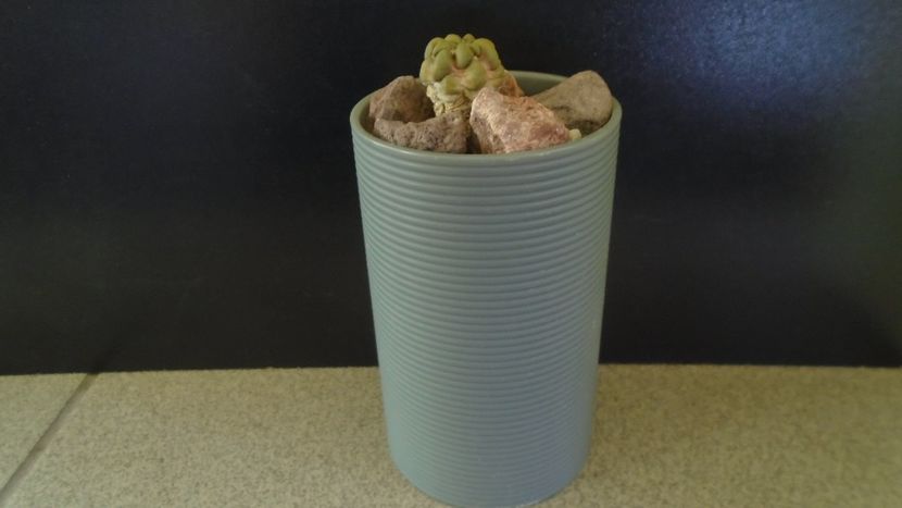 Cintia knizei, Chuquisaca, Bolivia (-10C) - Cactusi 2021 bis