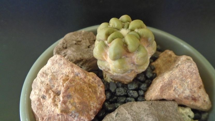Cintia knizei, Chuquisaca, Bolivia (-10C) - Cactusi 2021 bis