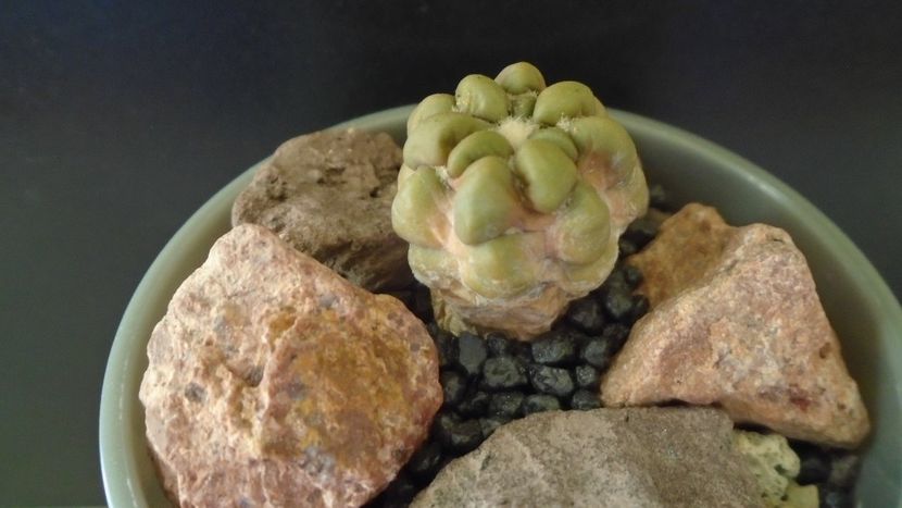 Cintia knizei, Chuquisaca, Bolivia (-10C) - Cactusi 2021 bis