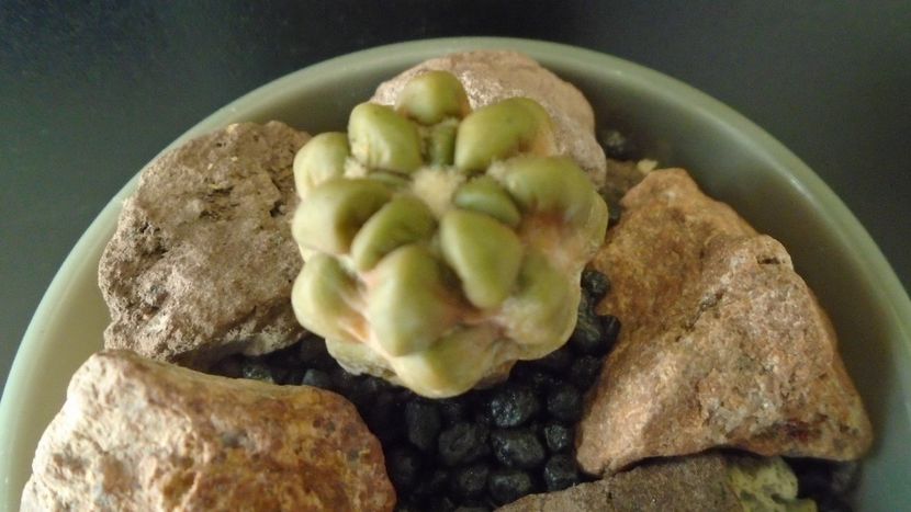 Cintia knizei, Chuquisaca, Bolivia (-10C) - Cactusi 2021 bis