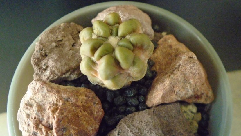 Cintia knizei, Chuquisaca, Bolivia (-10C) - Cactusi 2021 bis
