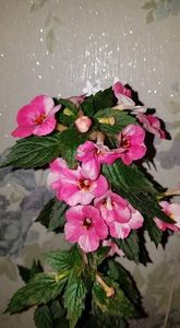 received_287199253305128 - Rozi Rosa