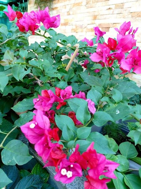  - septembrie-octombrie 2021