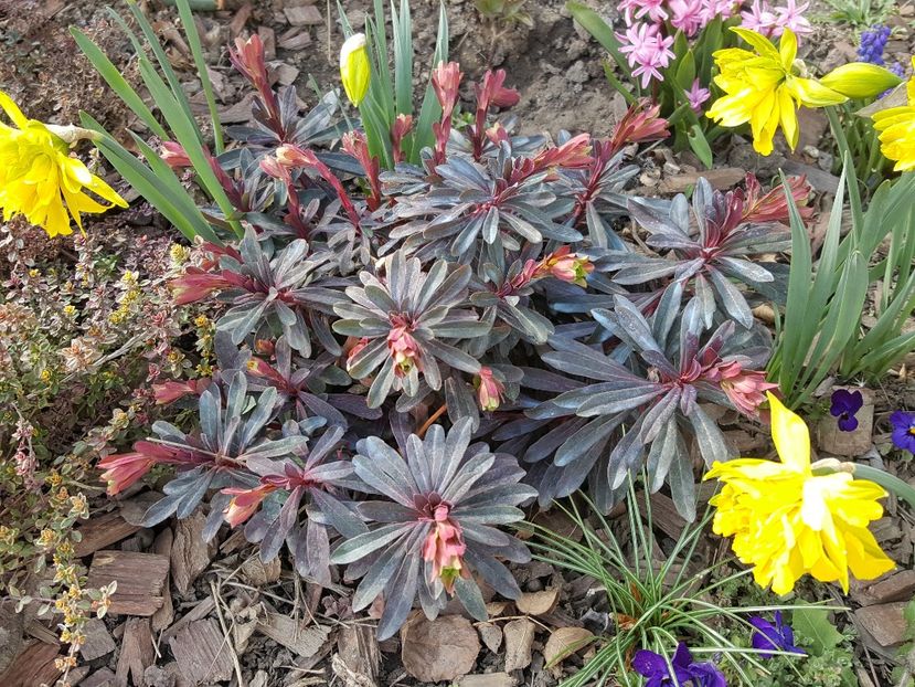 Euphorbia Purpurea - Perene