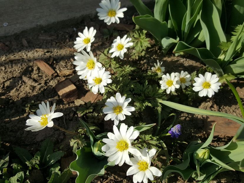 anemone Blanda White Splendour - Perene