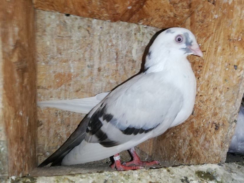  - Porumbei care mi-au aparținut 2