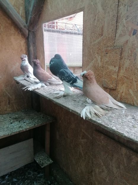  - Tobosari germani