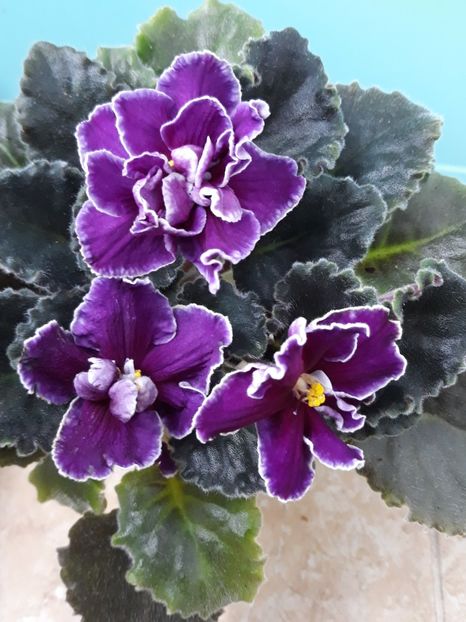  - EK Magia Liubvi zzz