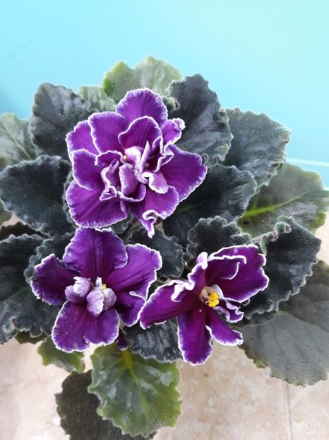  - EK Magia Liubvi zzz