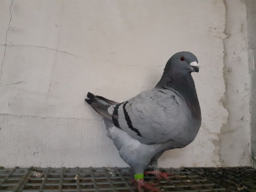  - Porumbei Vânduți
