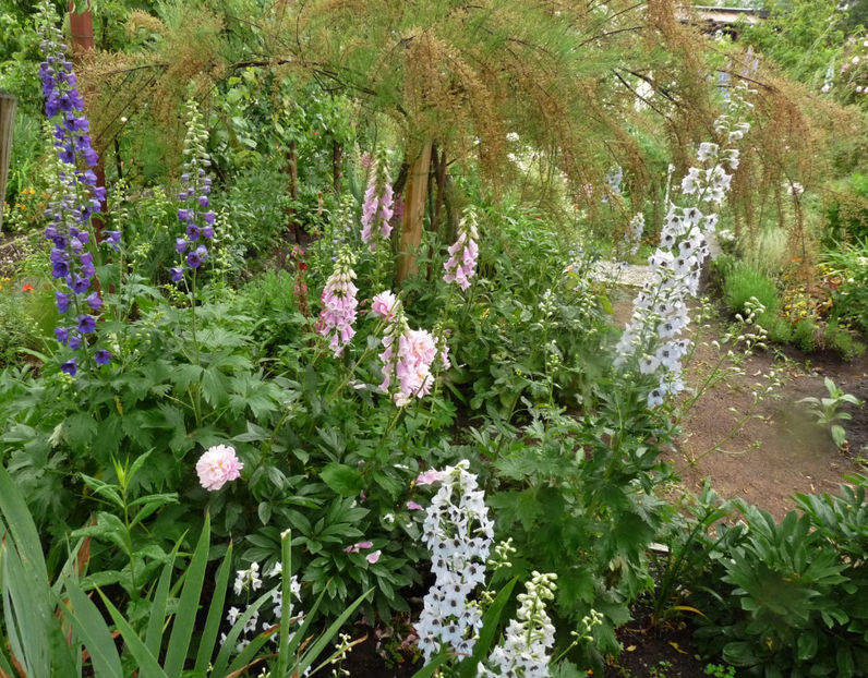  - Digitalis - Degetel