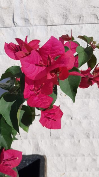  - Bougainvillea