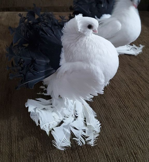 2021 - Omsk si Nordcaucazian 2021